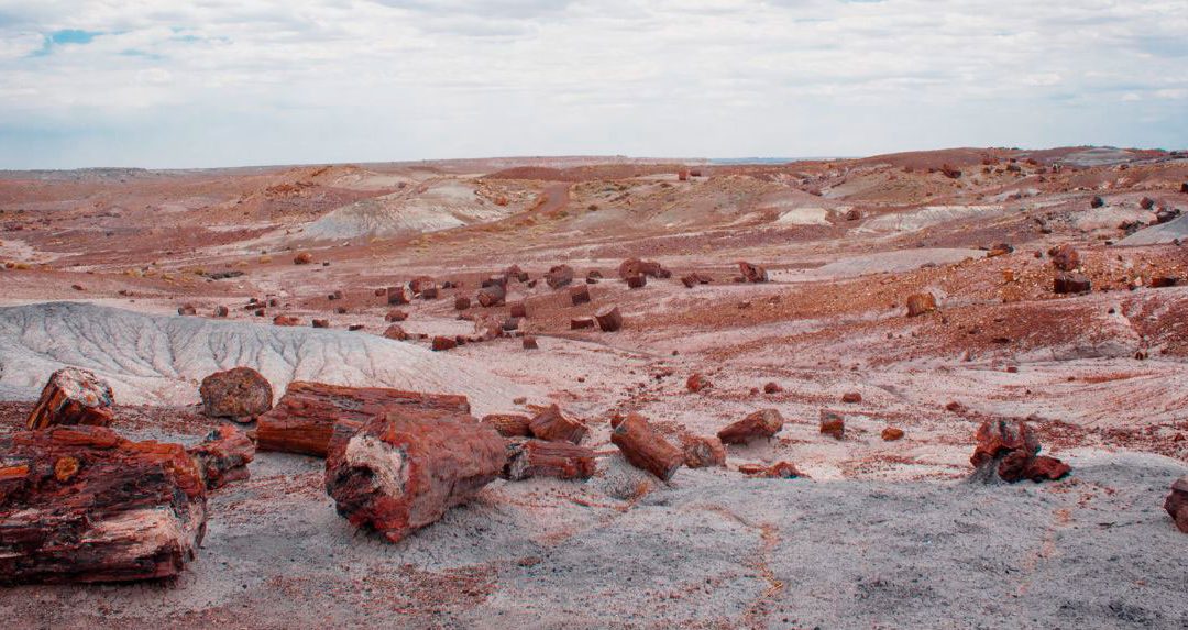 ARIZONA (2) : Cruzando el Parque Nacional del Bosque Petrificado / Holbrook. Km 2.795