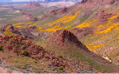 ARIZONA (8) : Sitgreaves Pass. Km 3.248